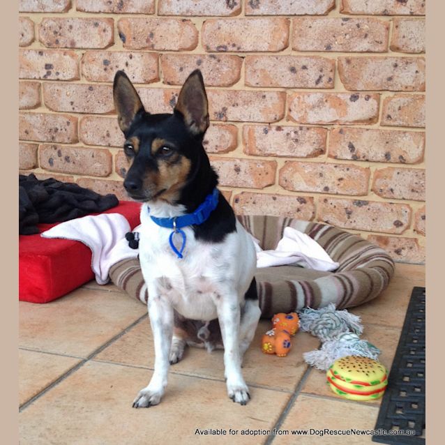 Photo of Spiro (On Trial 6/9/14)