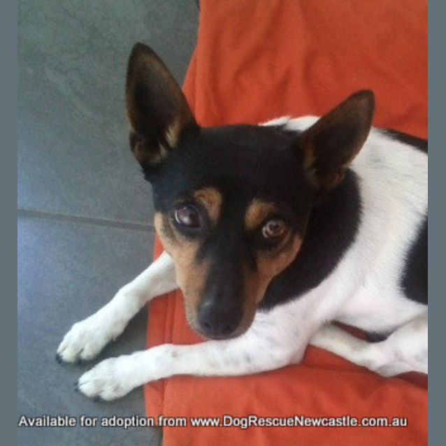 Photo of Spiro (On Trial 6/9/14)