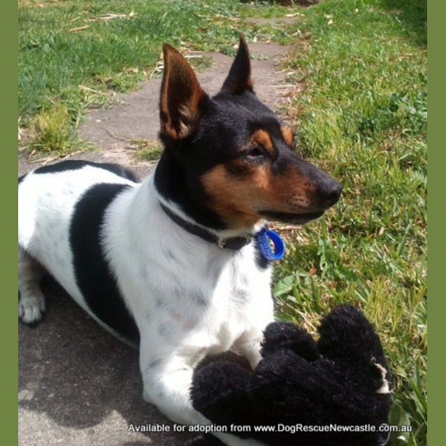 Photo of Spiro (On Trial 6/9/14)