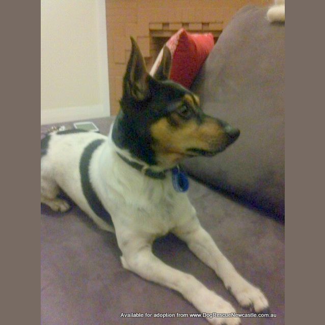 Photo of Spiro (On Trial 6/9/14)