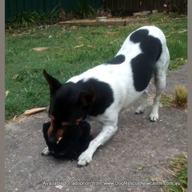 Photo of Spiro (On Trial 6/9/14)