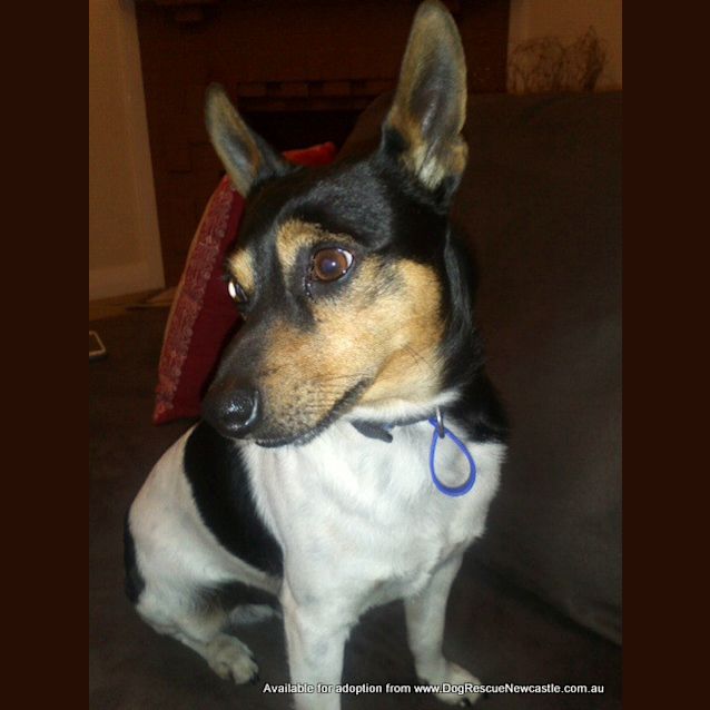 Photo of Spiro (On Trial 6/9/14)