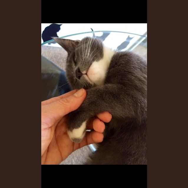 Photo of Charlie & Muffin 