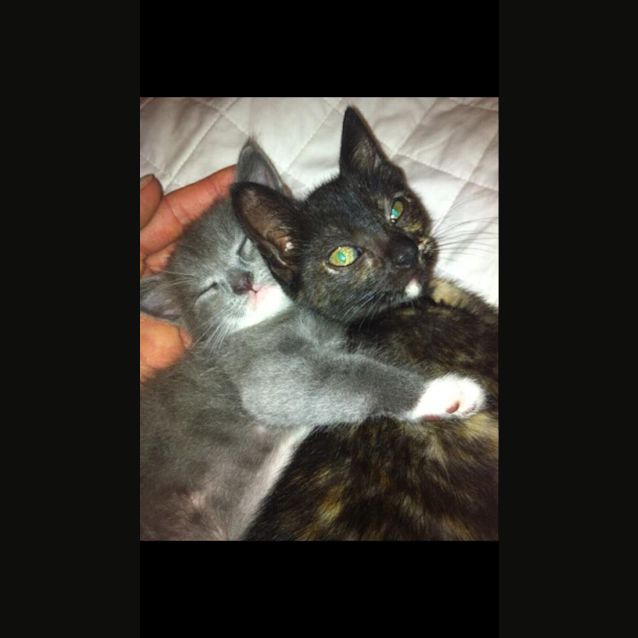 Photo of Charlie & Muffin 