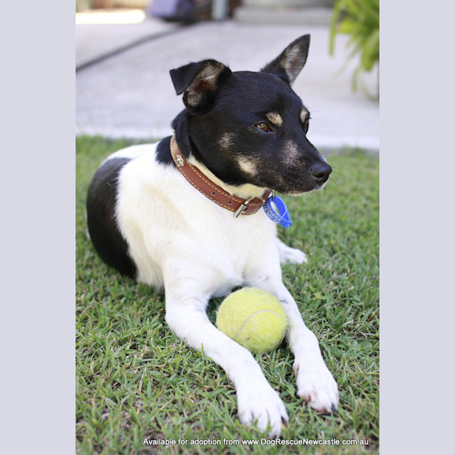 Photo of Bailey (Pending Adoption 9/8/14)