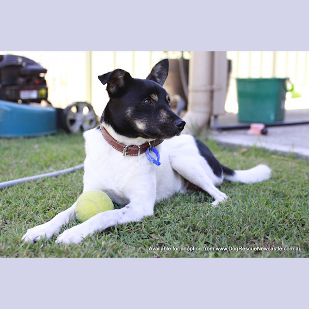 Photo of Bailey (Pending Adoption 9/8/14)