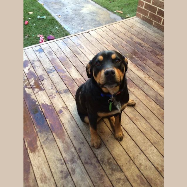 Photo of Bosco