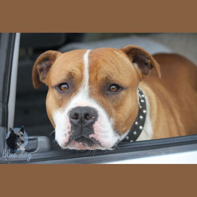 Photo of Odie (D700)