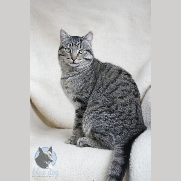 Photo of Apollo (C698)