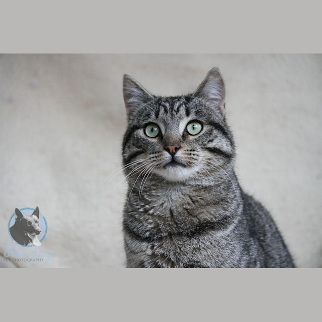 Photo of Apollo (C698)