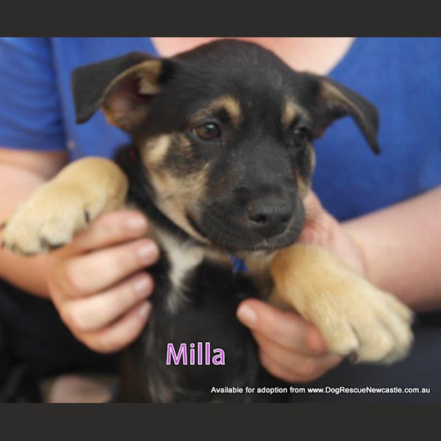Photo of Puppy Milla (On Trial 12/7/14)