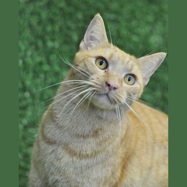 Photo of Mr Meow