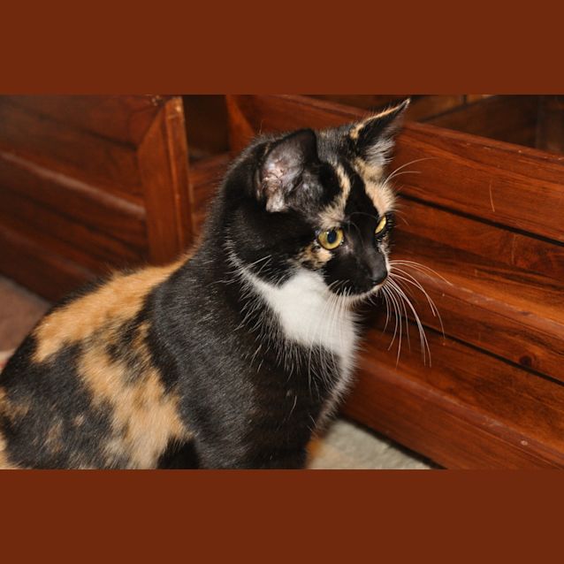 Photo of Lola