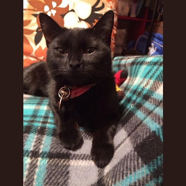 Photo of Lady Velvet