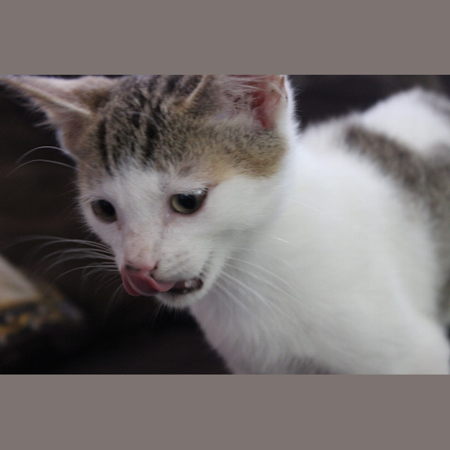 Photo of Pedro (Squawks Pet Store)