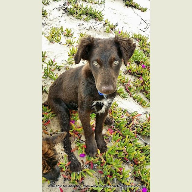 Photo of Puppy Hamilton (On Trial 6/7/14)