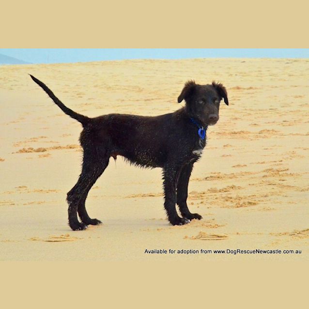 Photo of Puppy Hamilton (On Trial 6/7/14)