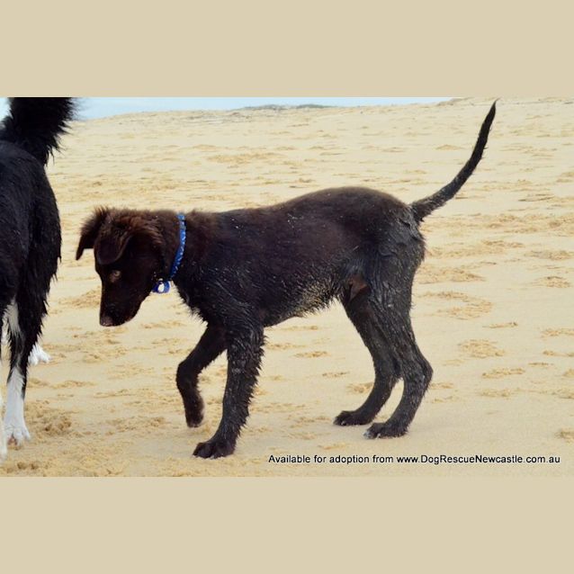 Photo of Puppy Hamilton (On Trial 6/7/14)