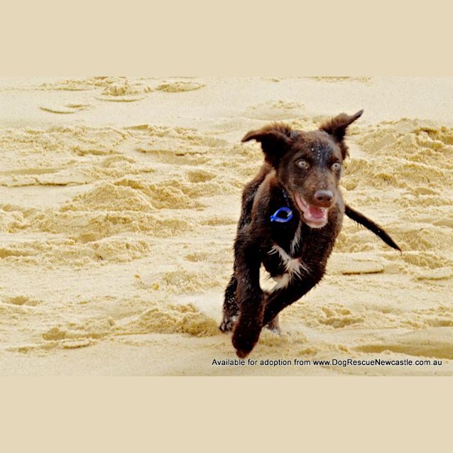 Photo of Puppy Hamilton (On Trial 6/7/14)
