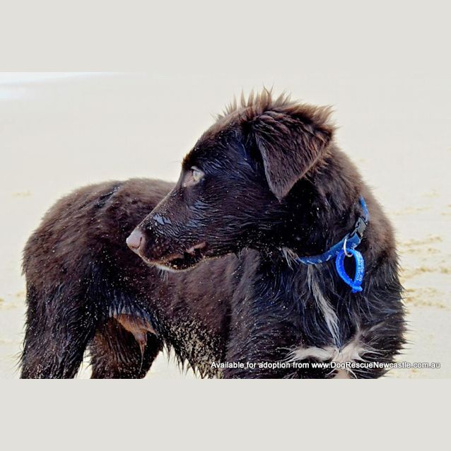 Photo of Puppy Hamilton (On Trial 6/7/14)