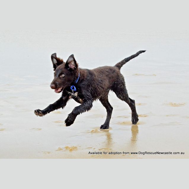 Photo of Puppy Hamilton (On Trial 6/7/14)