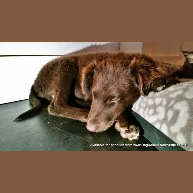 Photo of Puppy Hamilton (On Trial 6/7/14)