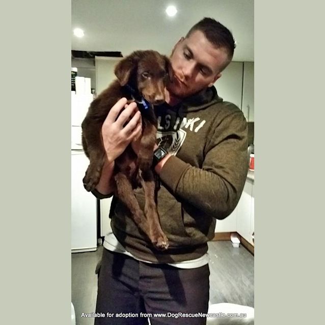 Photo of Puppy Hamilton (On Trial 6/7/14)