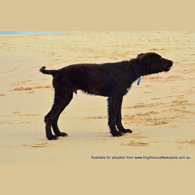 Photo of Puppy Hamilton (On Trial 6/7/14)