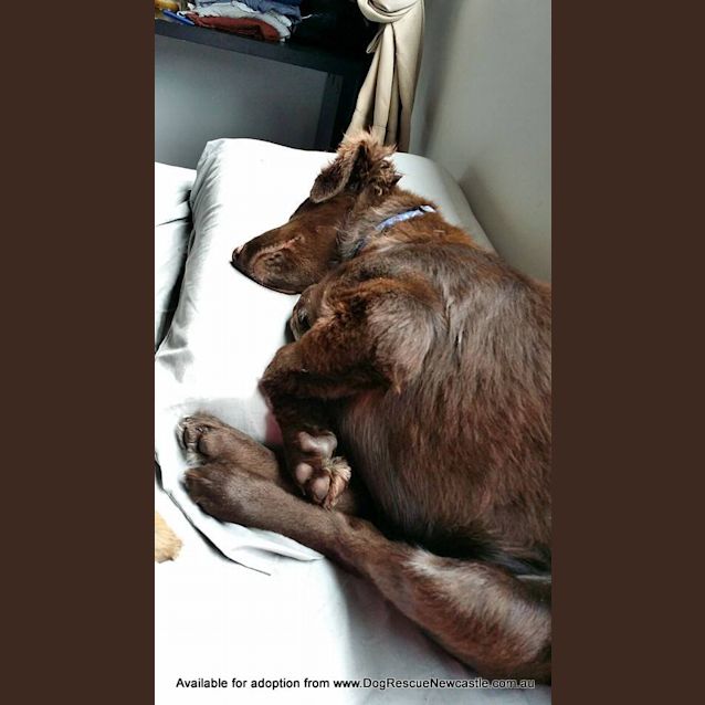 Photo of Puppy Hamilton (On Trial 6/7/14)