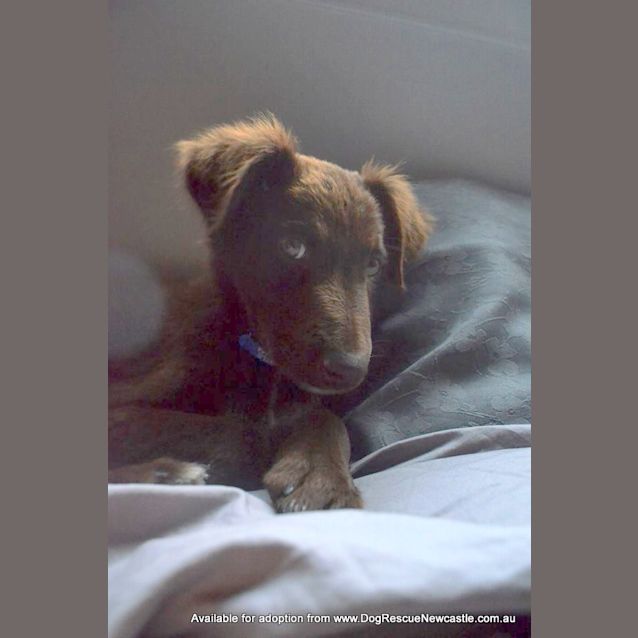 Photo of Puppy Hamilton (On Trial 6/7/14)