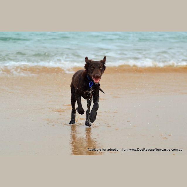 Photo of Puppy Hamilton (On Trial 6/7/14)