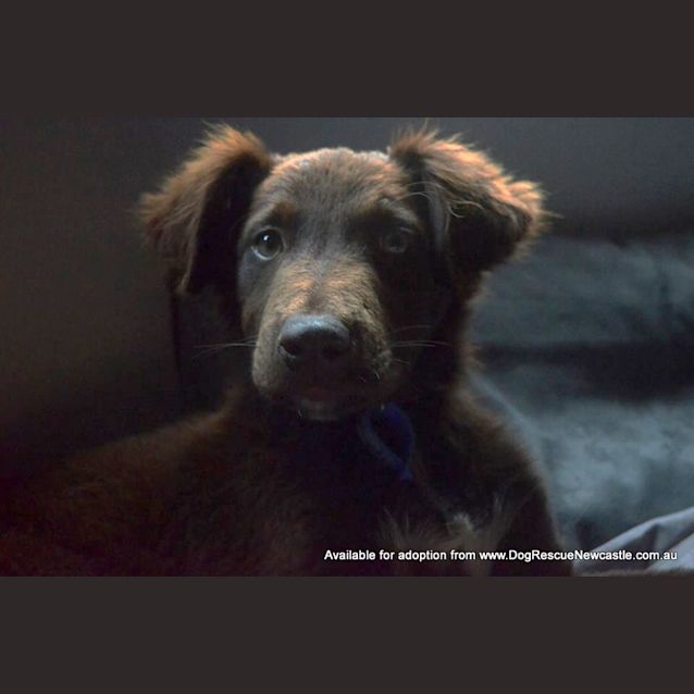 Photo of Puppy Hamilton (On Trial 6/7/14)