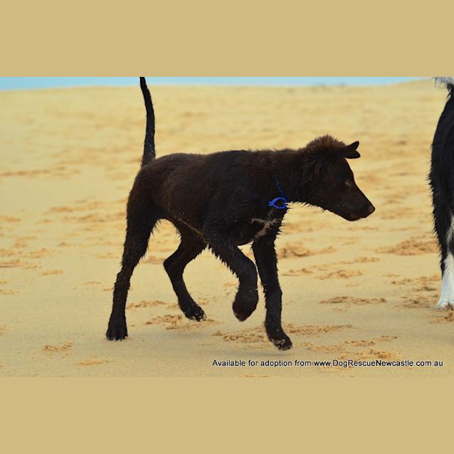 Photo of Puppy Hamilton (On Trial 6/7/14)