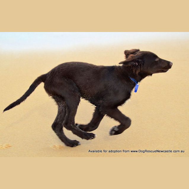Photo of Puppy Hamilton (On Trial 6/7/14)