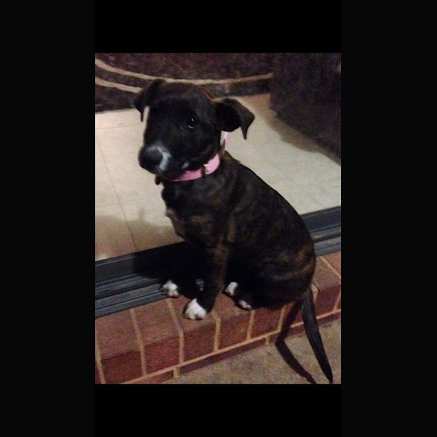 Photo of Sarsa The Cat Kid And Dog Friendly Greyhound