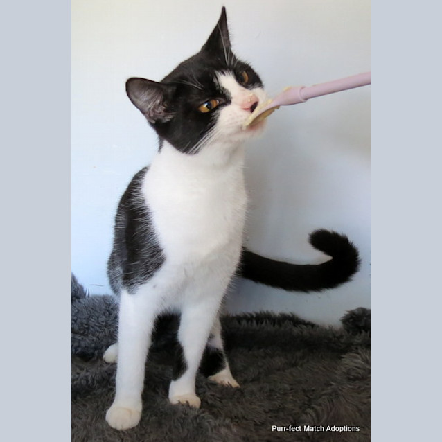 Photo of "Victoria"   Purrfect Match