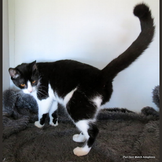 Photo of "Victoria"   Purrfect Match