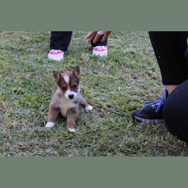 Photo of Sheeba Shepard X Kelpie