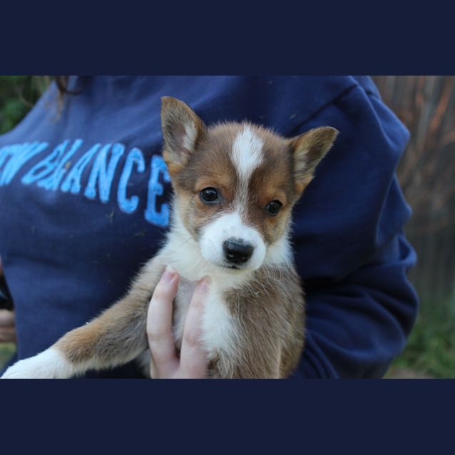 Photo of Sheeba Shepard X Kelpie