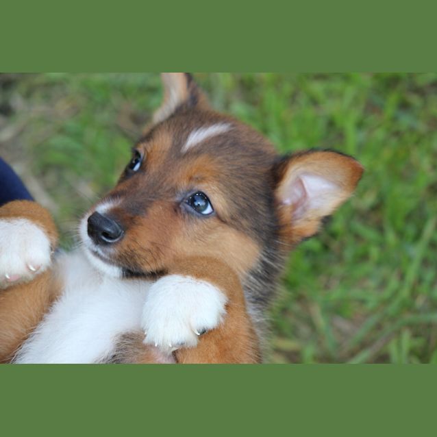 Photo of Bandit Shepard X Kelpie