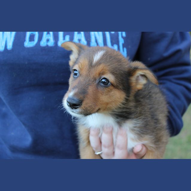 Photo of Bandit Shepard X Kelpie