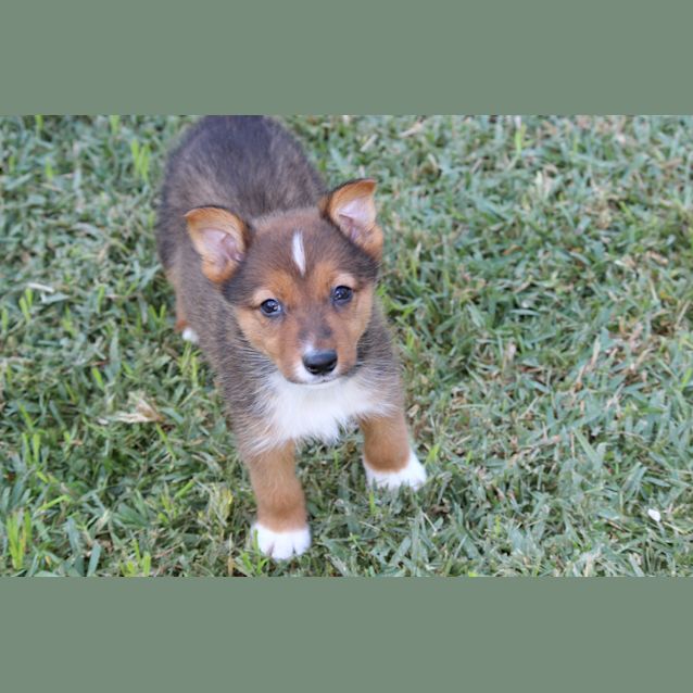 Photo of Bandit Shepard X Kelpie