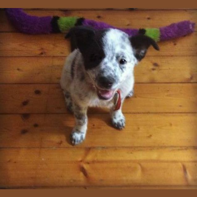 Photo of Bluebell 