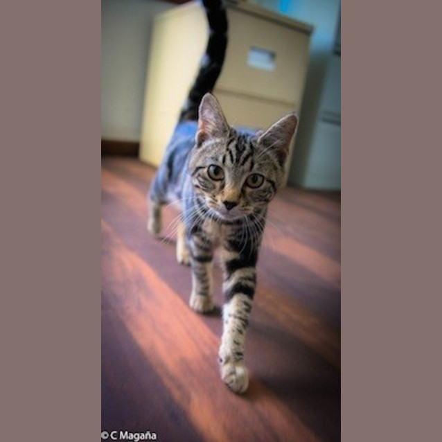 Photo of Gemima (Ec0018)