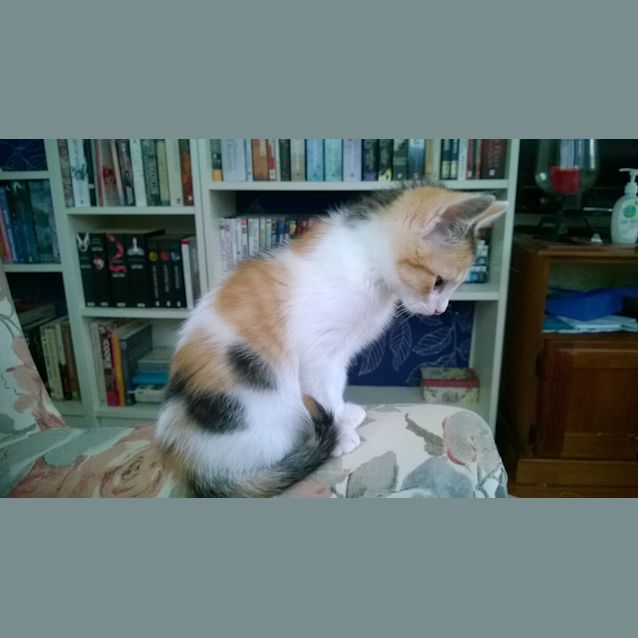 Photo of Bonnie