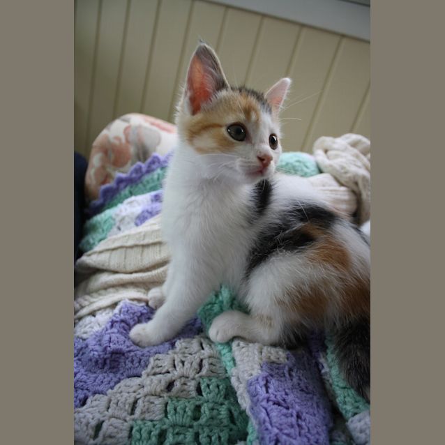 Photo of Bonnie