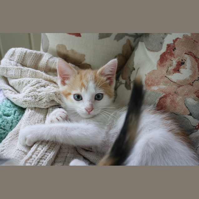 Photo of Biscuit