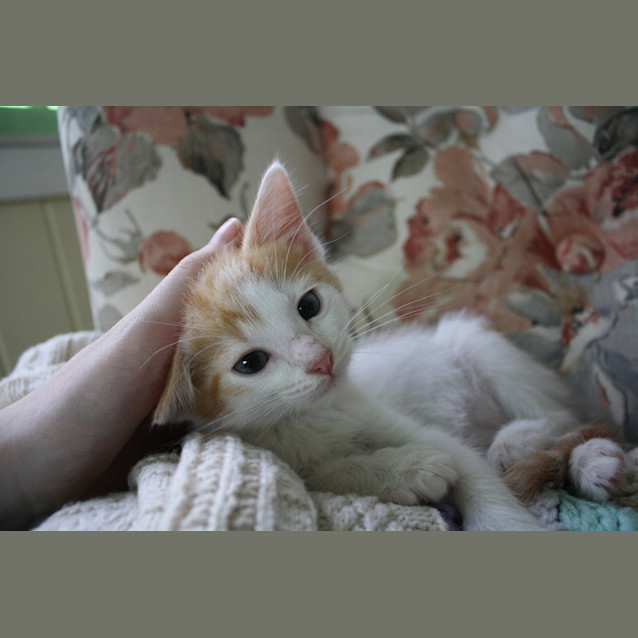 Photo of Biscuit