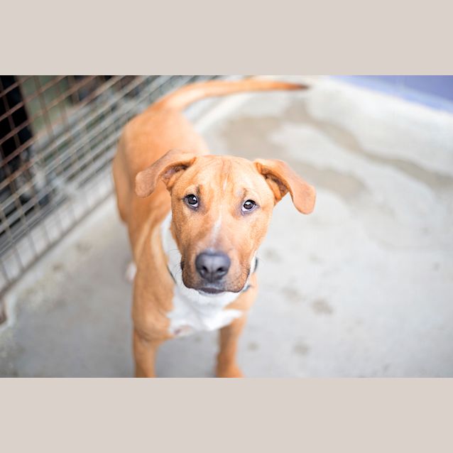 Photo of Diesel