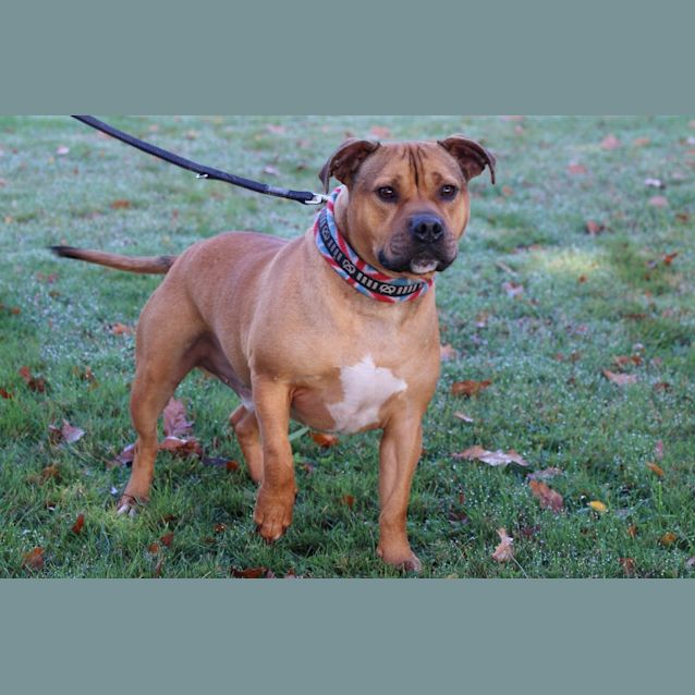Photo of Rusty